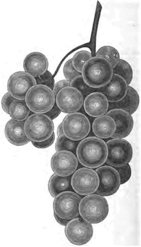 THE OPORTO GRAPE.