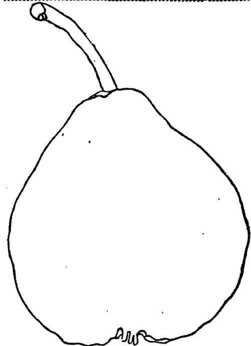 Wilmington Pear.