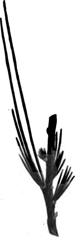 Planting Trees 130051