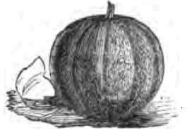 Alvord's Hybrid.