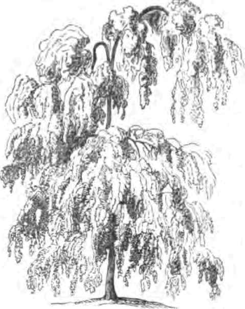 S. FAAUECAERCER.SE. WEEPING SOPHORA.