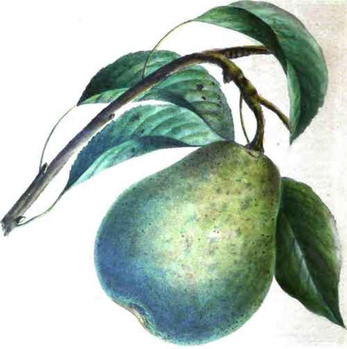 Kingsessing Pear.