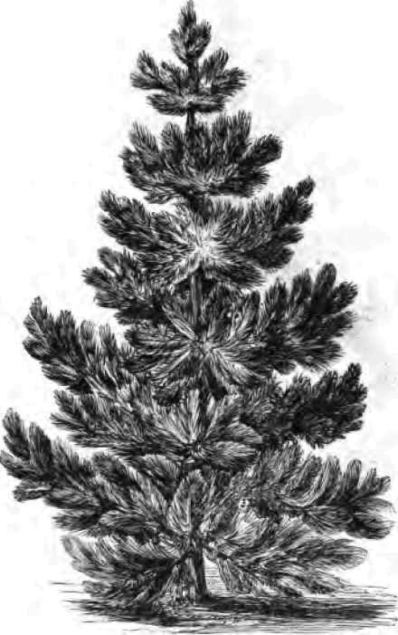 The Austrian Pine.
