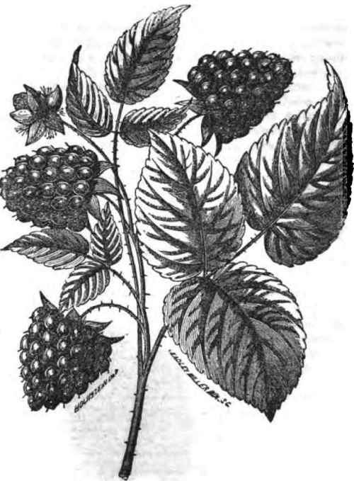 BRINCKLE's ORANGE RASPBERRY.