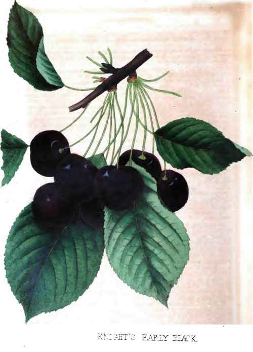 Knight's Early Black Cherry