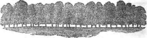 November New Books Horticultural Review 1300133