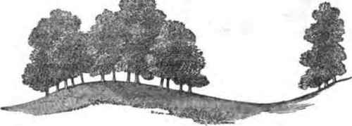 November New Books Horticultural Review 1300136