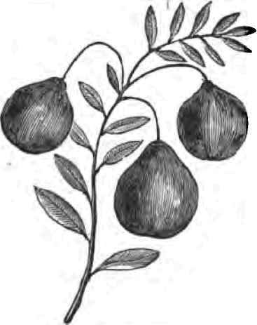 Bell Cranberry.