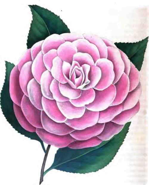 CAMELLIA JAPONICA.