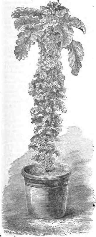 Cottagers Kale 140073
