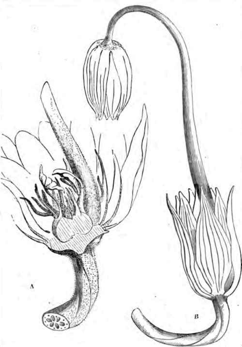 Curiosities Of Vegetation 140023