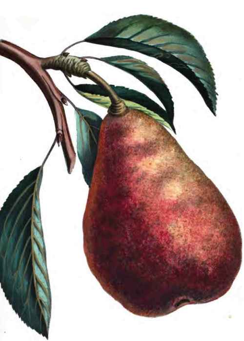 De Tongres Pear.