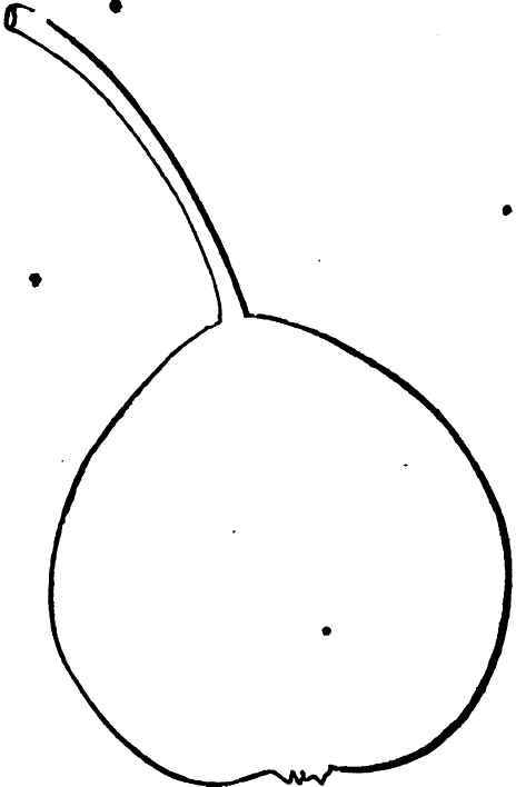 Des Nones Pear.
