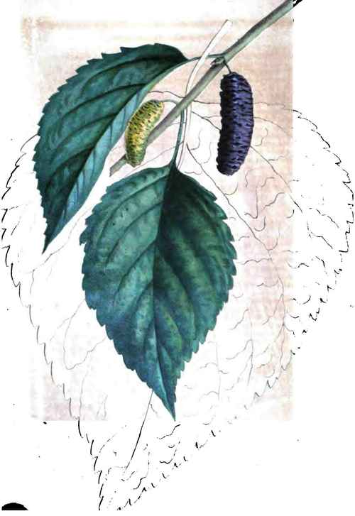 Downing's Everbearing Mulberry.