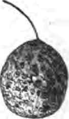 Mottled Bell.
