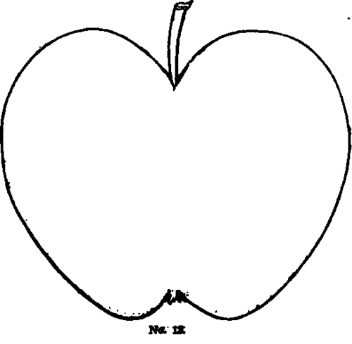 No 14 Black Lady Apple 60053