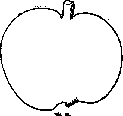No 14 Black Lady Apple 60054
