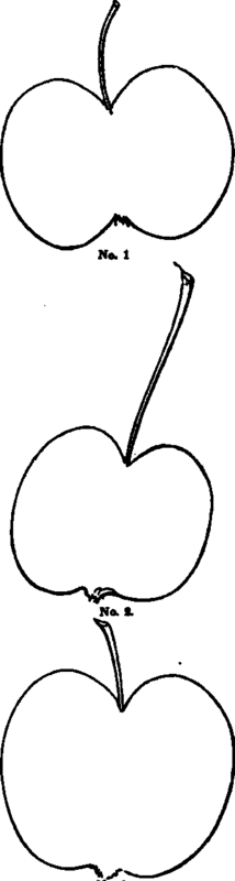 Ornamental Crabs And Apples