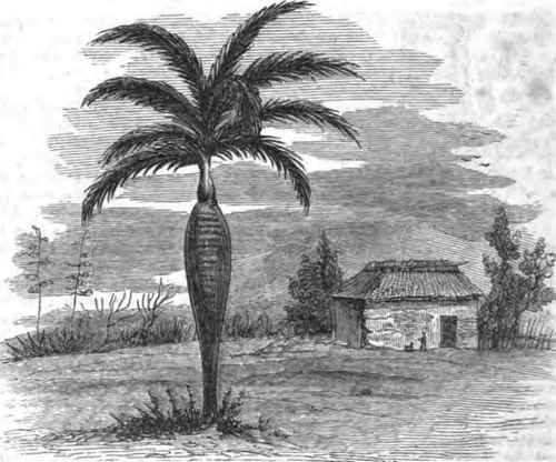 Palm, with swelled trunk, common near Trinidad de Cuba. Height, 25 to 40 feet.