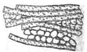 The Curculio 1400125