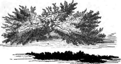 Common Juniper and Prostrate Juniper.