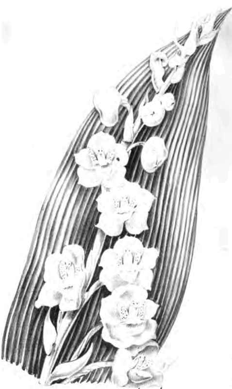 DOVE FLOWER PERISTERIA ELATA.