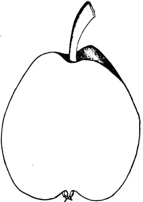 EASTER, BEURRE PEAR.