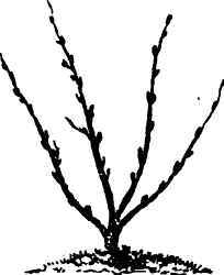 Fancy Training Of Fruit-Trees 110048