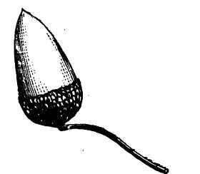 Form Of Seeds 220068