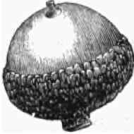 Form Of Seeds 220069