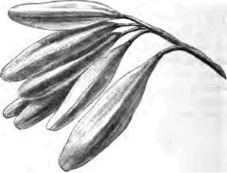 Form Of Seeds 220074