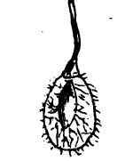 Form Of Seeds 220078