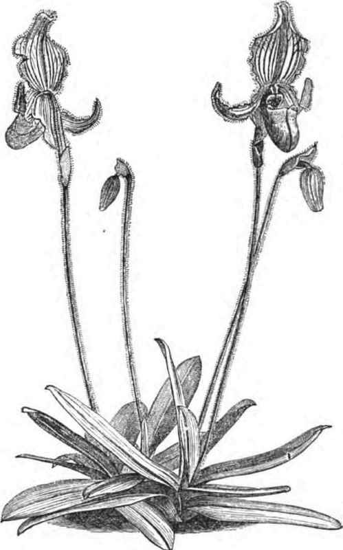 PLANT OF CYPRIPEDIUM FAIRIKAKUM, HALF THE NATURAL sier.