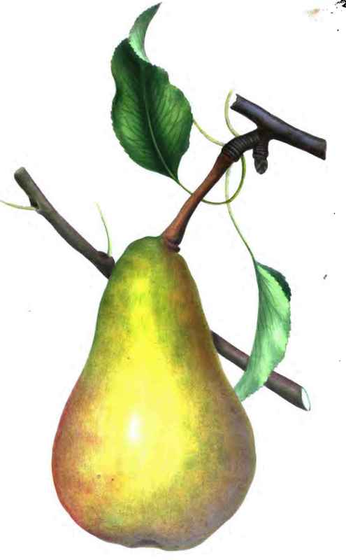 The Duchesse D'Orleans Pear