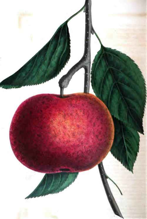 The Equinetely Apple