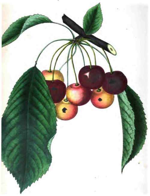 Governor Wood Cherry
