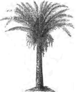 The Golden Date Phoenix Dactylifera By Wm N White 1500138