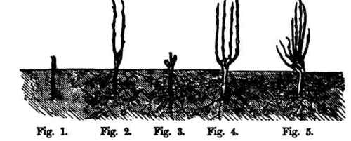 How To Cut Willows 50022