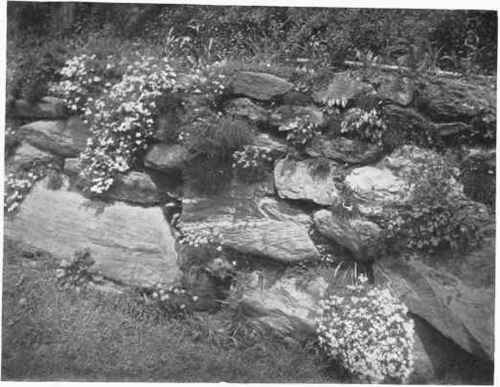 DRY WALL GARDENING Fig. 173. In dry wall construction the large stones should be placed at the base, and the face of the wall battered back two or three inches to the foot. Pockets of generous dimensions should be provided for the plants, and all the stones should have an inclination toward the bank. In the illustration the plants consist of Armeria, Phlox, Dianthus, Aquilegia and Epimedium. See page 226.