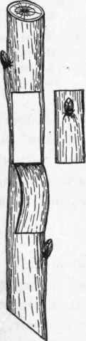 Fig. 21. Plate bud, showing the stock with the bark turned back and the bud ready for insertion