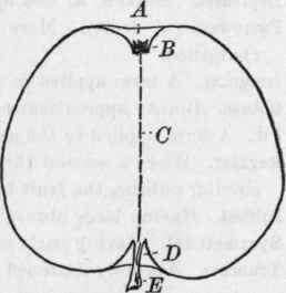 Fig. 40. A, basin; B, calyx; C, axis; D, cavity; E, stem