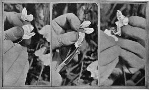 Splitting The Keel With Needle To Expose Organs. Removing The Stamens. Applying Pollen Direct From Anthers Of Male Parent.