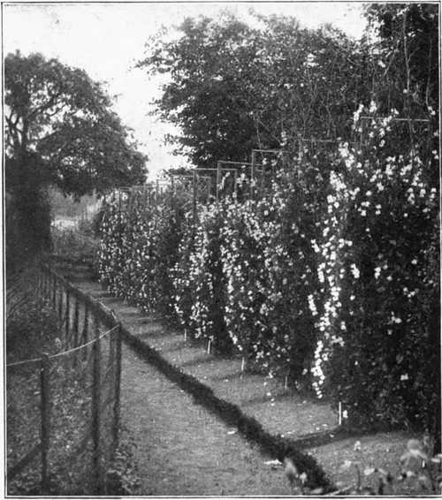 Clumps Of Sweet Peas In Edrom Manse Garden, Berwickshire
