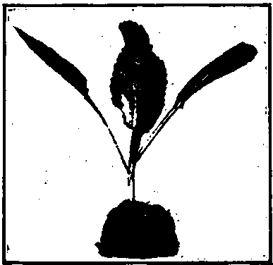 Cabbage Plant Ready For Transplanting.