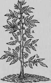 Defoliating Tomatoes.