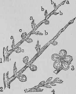 Disbudding Peaches.