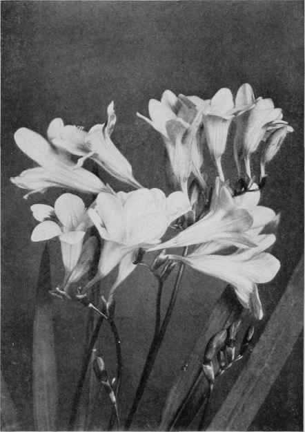 FREESIA REFRACTA ALBA, THE SWEETEST OF ALL WINTER FLOWERING BULBS.