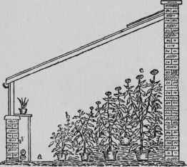 Grouping Chrysanthemums.