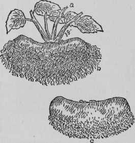 Lifting Tuberous Begonias.