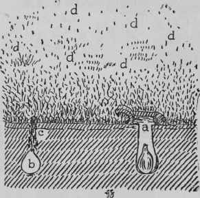 Planting Daffodils in Grass.